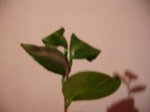 PICT0005.JPG