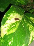 Plantas 004.jpg