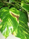 Plantas 005.jpg