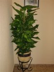 Plantas 006.jpg