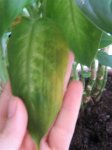 Plantas 009.jpg
