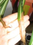 Plantas 011.jpg