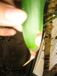 Plantas 013.jpg