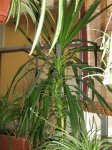Plantas 015.jpg