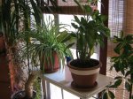 Plantas 016.jpg