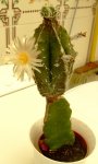 DSCF1499b.JPG