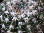 cactus-nous-021.jpg