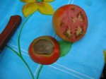 DSCN1055-25-mi primer tomate con defecto.JPG