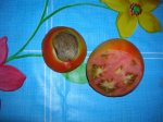 DSCN1056-25-mi primer tomate con defecto.JPG