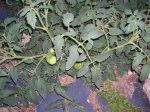 DSCN1072 25 tomates julio 2006.JPG