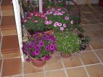foro flores 13.JPG