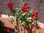 foro  hibiscus 1.JPG