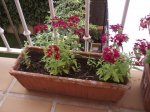 foro verbena violeta.JPG