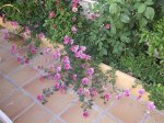 foro verbena rosa 2.JPG