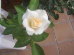 foro rosa blanca.JPG