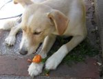 Toby comiendo zanahoria.JPG