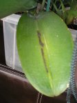 phal.jpg