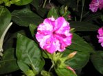 don diegos bicolor rosa blanco.JPG