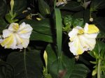 blancos-amarillos.JPG