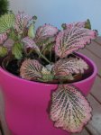 flores 015_redimensionar.jpg