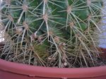 flores 021_redimensionar.jpg