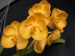 Image00003.jpg
