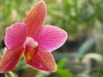 IMG_3000_3_1.JPG