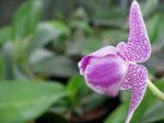 IMG_3014_5_1.JPG
