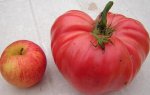 tomatote.JPG