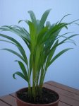 flores 016_redimensionar.jpg