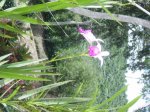 DSC02928.JPG