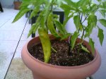 pimientos en julio.jpg