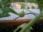 sandia en julio.jpg