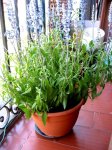 salvia farinaceaIMG_8401.jpg