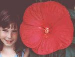 hibisco_rojo2.jpg