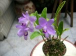 IMG_3040_1_2_1.JPG