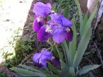 iris azul.jpg