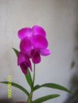 dendrophal.jpg