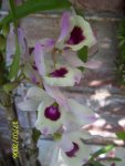 Dendrobium2.jpg