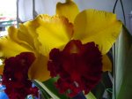 IMGP0623.JPG