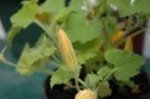fLOR CALABAZA.JPG