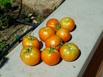 Tomates-25-7.06.jpg