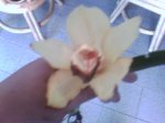 ORQUIDEA.jpg