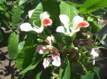 orquidea.jpg