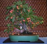 malus2.jpg