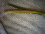 tricolor.JPG
