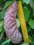 Aristolochia Gigwith ruler.JPG
