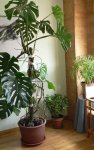 Monstera.jpg