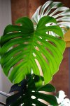 Detalle monstera.jpg