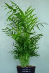 1140 Chamaedorea Elegans Collina.jpg